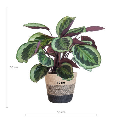 Calathea Medaillon met Lissabon mand zwart - 65cm - Ø19