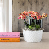 Kolibri Orchids | oranje plantenset in Honey dish incl. waterreservoir | drie oranje orchideeën Bolzano 9cm en drie groene planten | Jungle Bouquet oranje met zelfvoorzienend waterreservoir