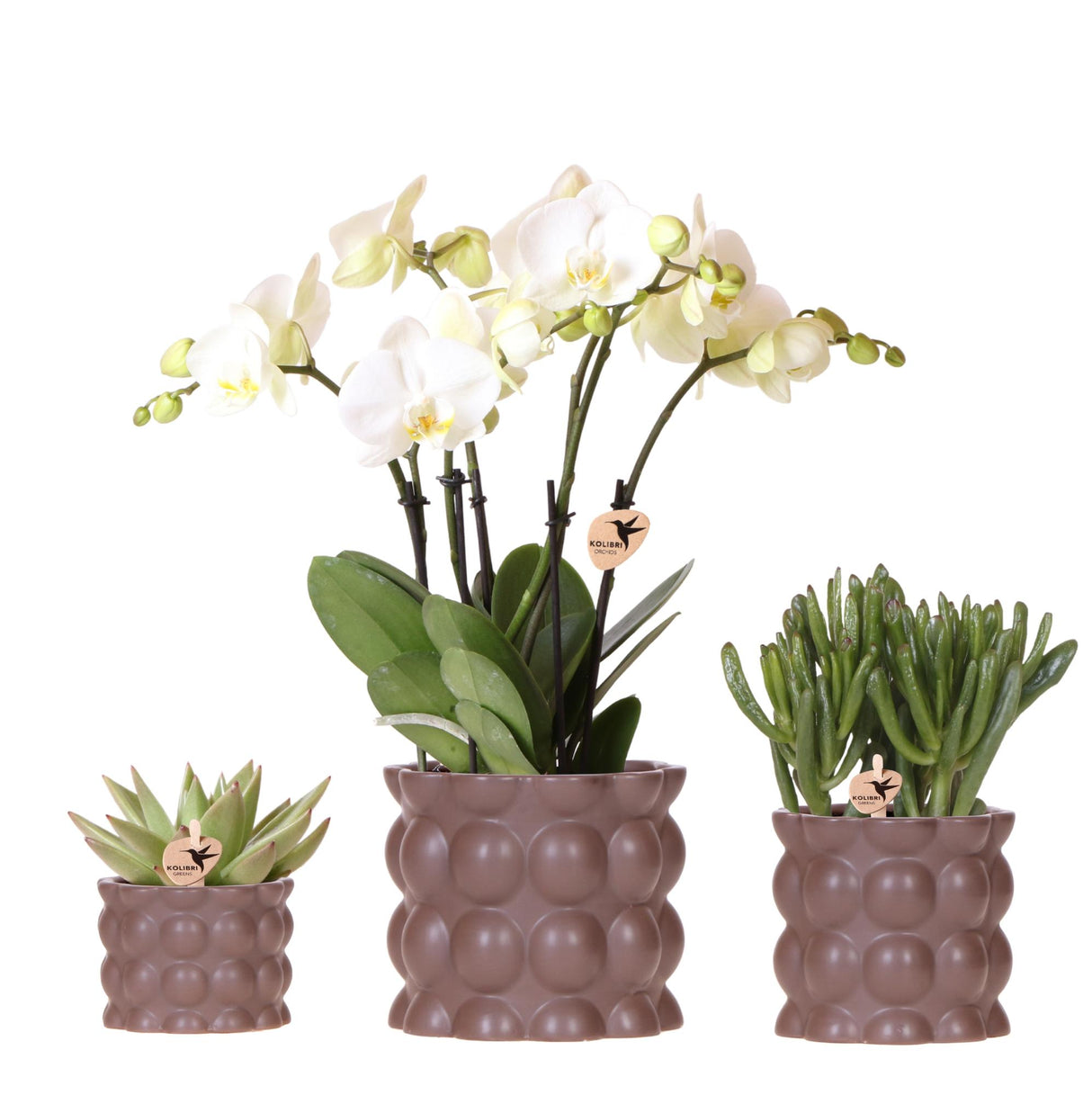 Kolibri Orchids | Plantenset Cotton bruin | Groene planten met witte Phalaenopsis orchidee Ghent in keramieken sierpotten