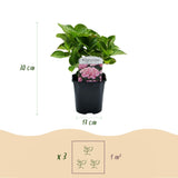 Hortensia / Hydrangea macrophylla Pink - Bloem Roze - 1 Plant -  Bladverliezend - Weinig Onderhoud - Pot 17cm Hoogte 30cm