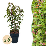 Green boutiQ - Haagplanten - Prunus lusitanica Angustifolia - blad groen - 6 planten - 1 strekkende meter - groenblijvend - pot 17cm hoogte 50cm
