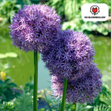 Allium Globemaster 5 pièces