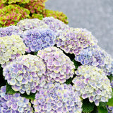 Green boutiQ - Terrasplant - Hortensia - Hydrangea Magical Jewel Blue - Blauw - 6-10 Bloemen - 2 Planten - Pot 23cm Hoogte 55cm