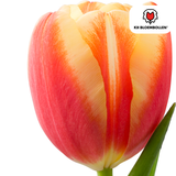 Tulpenbollen Jan Seignette – 20 Stuks | KH Bloembollen® | Rood-Geel Gestreepte Tulp – Klassiek & Opvallend – Voor Tuin of Pot – Maat 11/12 – Vers van de Teler