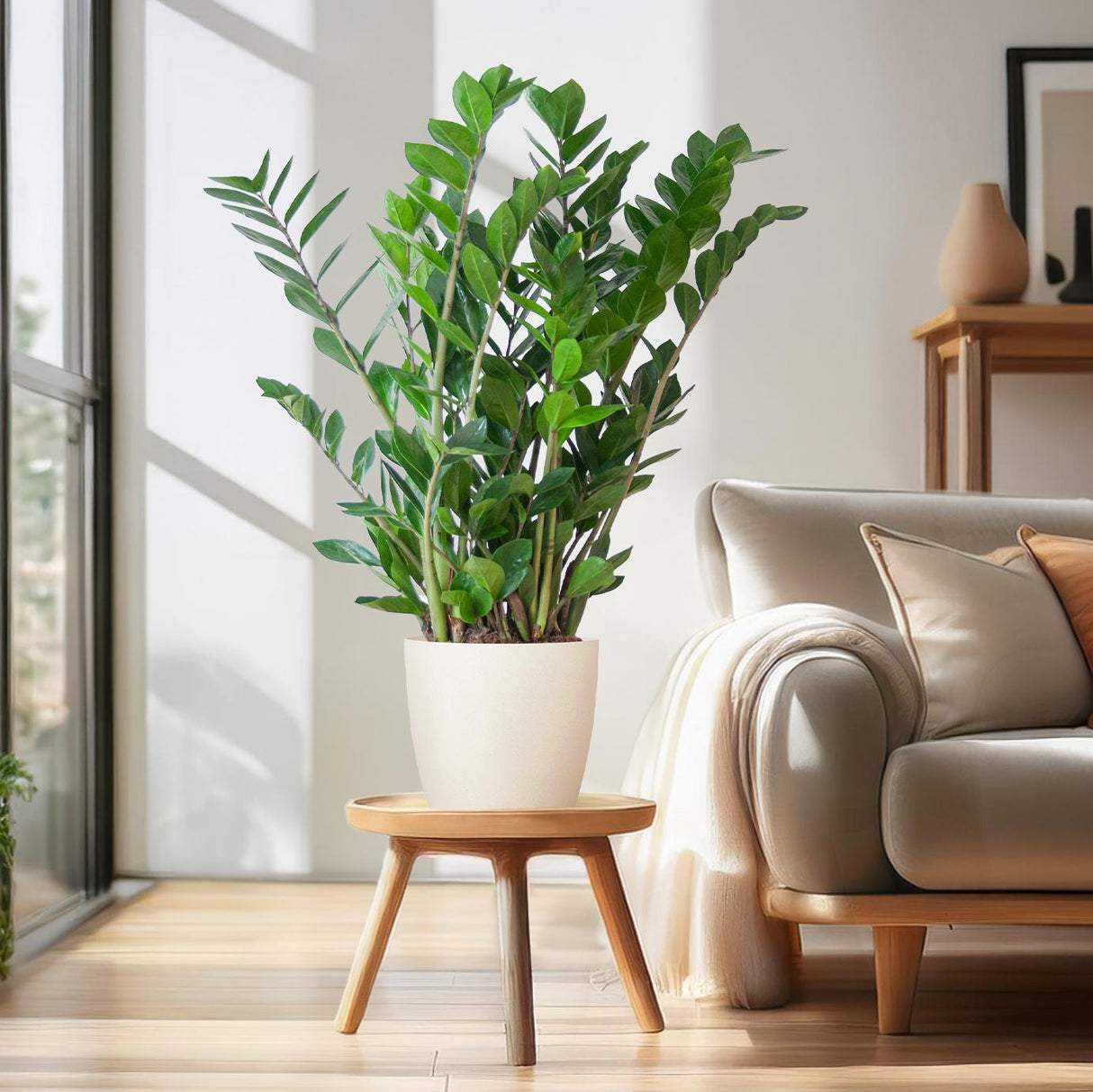 Zamioculcas Zamiifolia avec pot Viber blanc - 80cm - Ø21