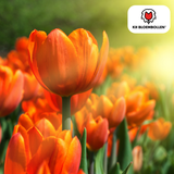 Bulbes de tulipes Icône – 20 pièces | KH Bloembollen® | Tulipe orange à fleurs doubles – Pleine, chaude et remarquable – Pour jardin ou pot – Taille 11/12 – Frais du producteur