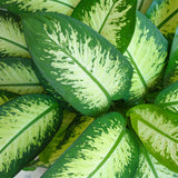 Diefenbachia Tropic Snow - Dieffenbachia - Weinig onderhoud - Groen - 1 Plant - met Potter Wit - Pot 21cm - Hoogte 90-100cm