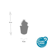 48x Lavandula ang. 'Dwarf Blue' - ↕10-25cm - Ø9cm