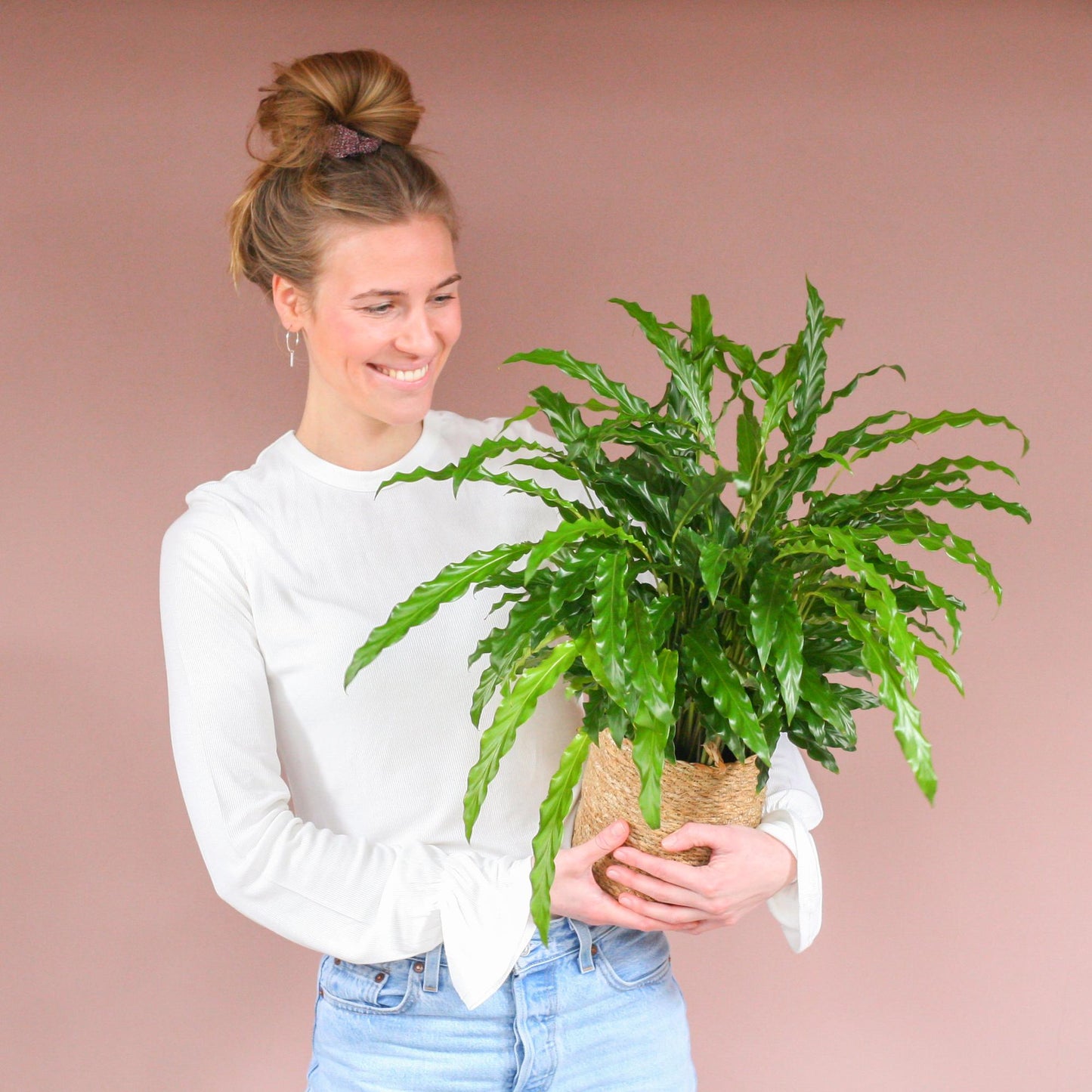 Fluwelen Calathea / Calathea rufibarba – ↕55cm – in Sofia pot