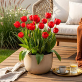 Green boutiQ - Bloembollen - Tulp Triumph Red - Kleur Rood - 15 stuks - Bolmaat 11/12 - XXL Pack