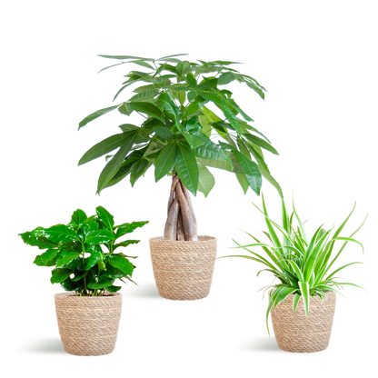 Diervriendelijke Plantenset - incl. Mand  - ↕35cm - Ø12cm