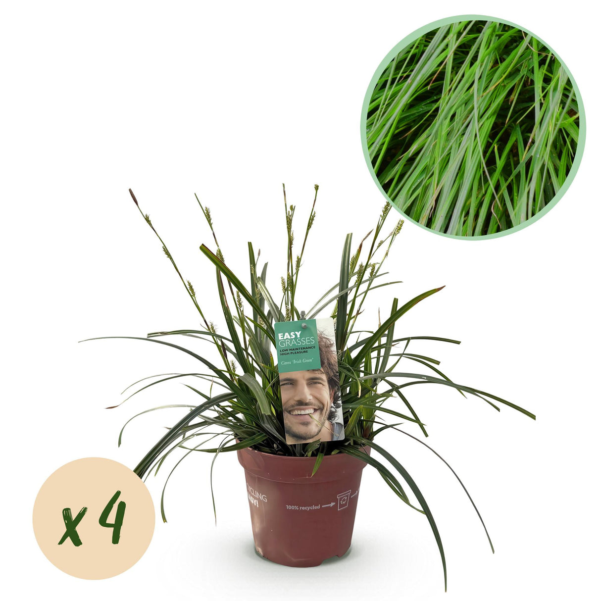 Siergrassen - Carex oshimensis Intense Green - Groen - 4 Planten - Bladhoudend - Weinig Onderhoud - Pot 17cm Hoogte 50cm