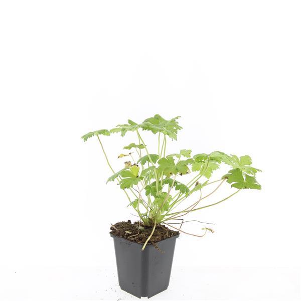 24x Geranium macr. 'Czakor' - ↕10-25cm - Ø9cm