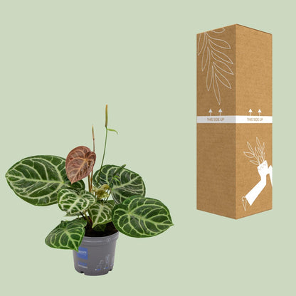 Flamingoplant / Anthurium – ↕40cm – ⌀17cm