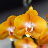 Kolibri Orchids | oranje orchideeënset in Reed Basket incl. waterreservoir | drie oranje orchideeën Las Vegas 12cm | Mono Bouquet oranje met zelfvoorzienend waterreservoir.