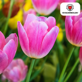 Tulpenbollen Dynasty – 20 Stuks | KH Bloembollen® | Roze Tulp – Elegant & Vol – Voor Tuin of Pot – Maat 11/12 – Vers van de Teler