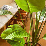 Strelitzia nicolai - 180 cm - En pot noir - Plante artificielle