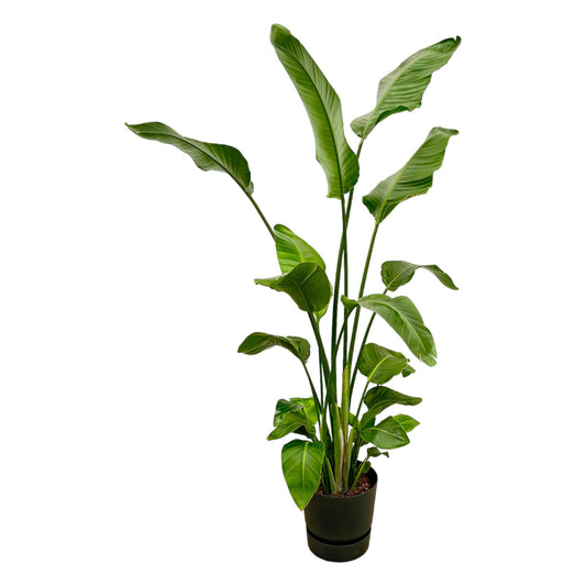 Strelitzia Nicolai + Pot Zwart - ↕180cm - Ø30cm