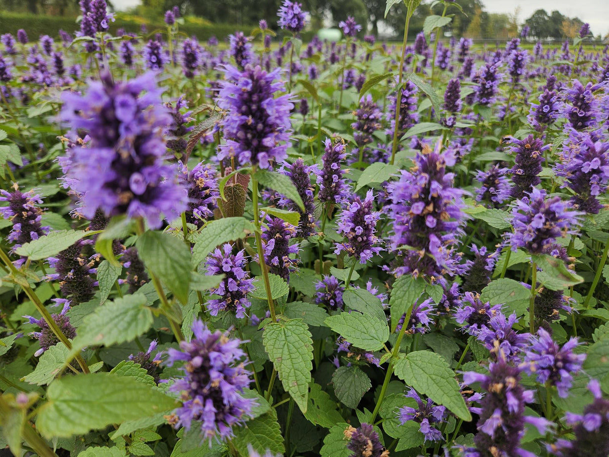 24x Agastache 'Blue Fortune' - ↕10-25cm - Ø9cm