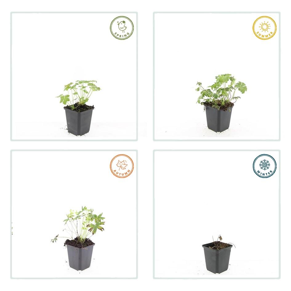 6x Geranium sang. 'Album' - ↕10-25cm - Ø9cm