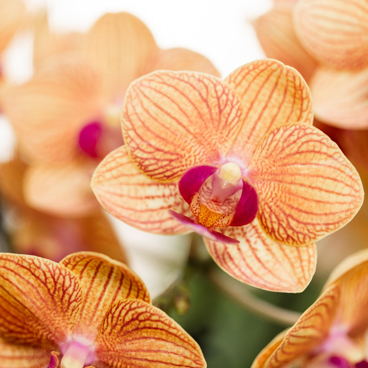 Kolibri Orchids | oranje Phalaenopsis orchidee potmaat Ø9cm | Jamaica | bloeiende kamerplant - vers van de kweker