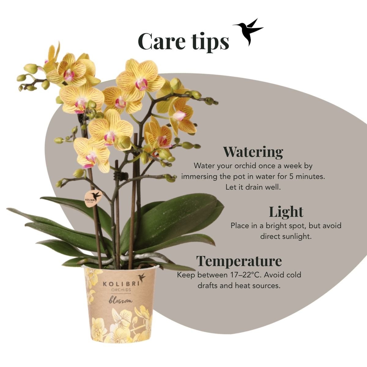 Kolibri Orchids | Gele Phalaenopsis Orchidee - Blossom Lima in Melody Sierpot - Ø9 cm