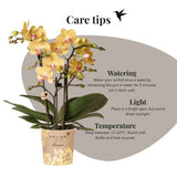 Kolibri Orchids | Gele Phalaenopsis Orchidee - Blossom Lima in Melody Sierpot - Ø9 cm