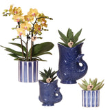 Kolibri Orchids | Set van orchidee Lima en succulenten in keramieken sierpotten - potmaat Ø9cm & Ø6cm | bloeiende kamerplant - vers van de kweker