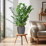Zamioculcas Zamiifolia avec pot Viber gris - 80cm - Ø21
