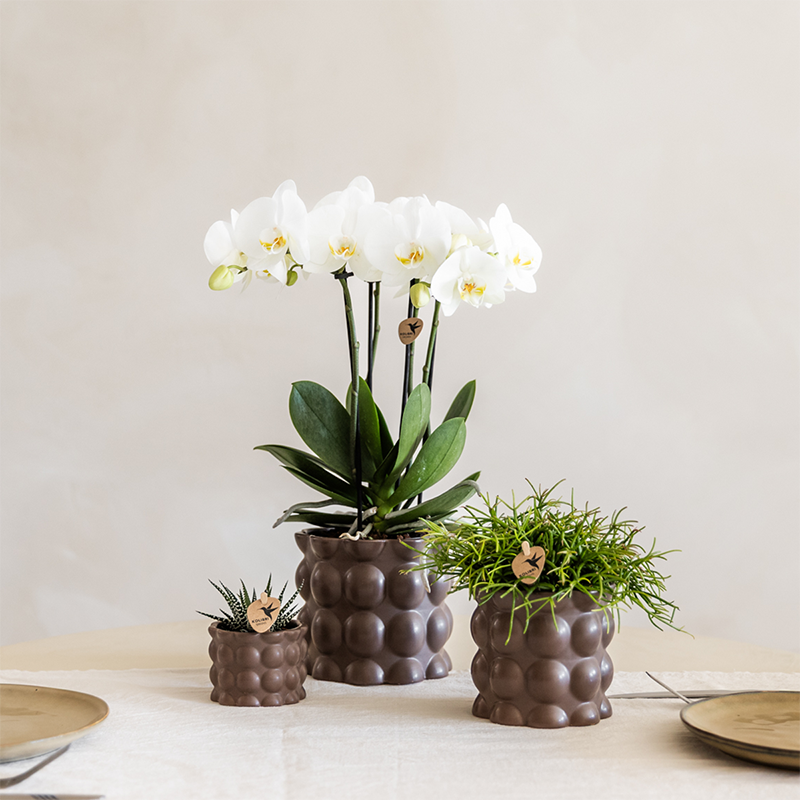 Kolibri Orchids | Plantenset Cotton bruin | Groene planten met witte Phalaenopsis orchidee Ghent in keramieken sierpotten