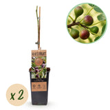 Green boutiQ - Fruitplant - Vijgenboom - Ficus caria Little mis Figgy - Rode Vrucht - 2 planten - Pot 15cm Hoogte 50cm