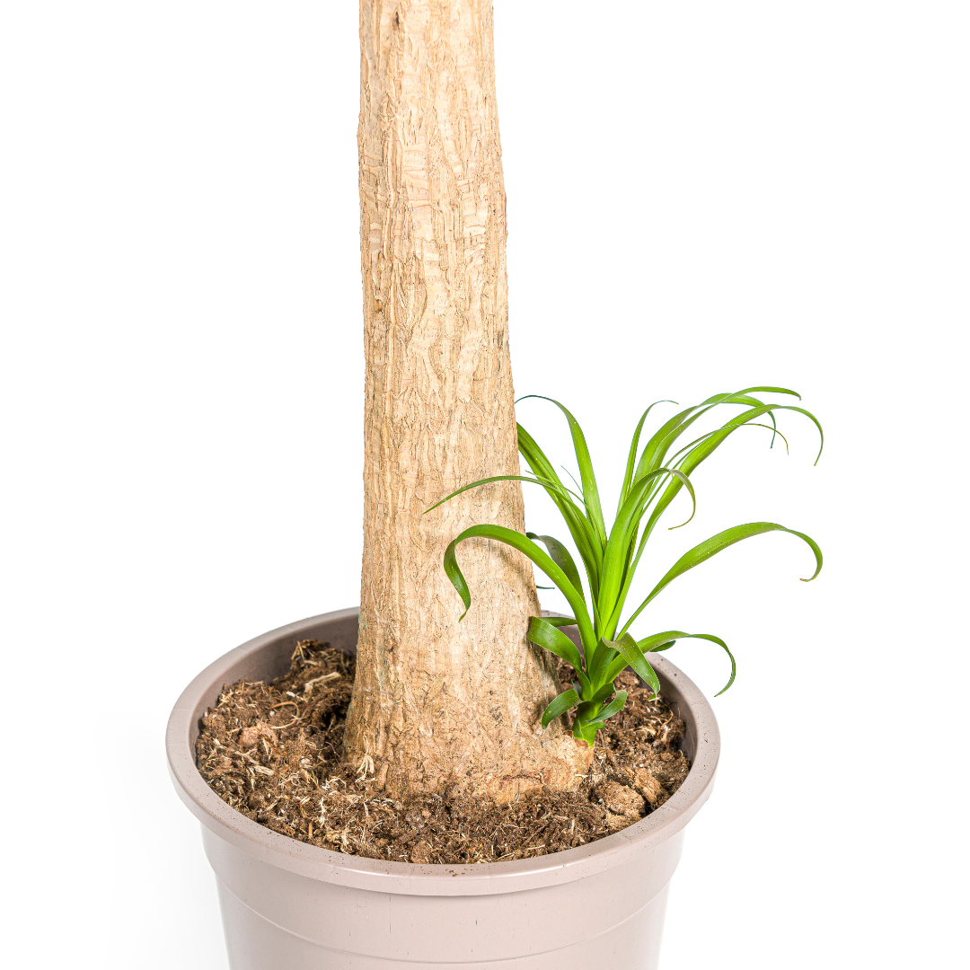 Olifantenpoot / Beaucarnea Recurvata Stam - ↕120cm - Ø27cm