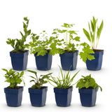 Borderpakket - Bijen en Vlinderlokkend - 8 Vaste planten - 1 m2 - Diversen kleuren - Weinig Onderhoud - Pot 11cm