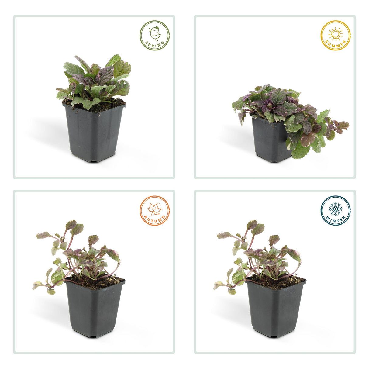 24x Ajuga reptans 'Burgundy Glow' - ↕10-25cm - Ø9cm