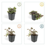 24x Ajuga reptans 'Burgundy Glow' - ↕10-25cm - Ø9cm