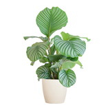 Calathea Orbifolia met Viber wit - 65cm - Ø21