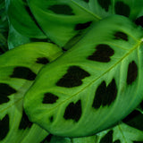 Maranta Fascinator Kerchoveana - Zebraplant - Huisdiervriendelijke Plant - Groen - 2 Planten - met Mand - Pot 12cm - Hoogte 25cm