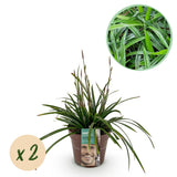Green boutiQ - Siergrassen -  Carex morrowii Irish Green - Groen & Geel - 2 Planten - Bladhoudend - Weinig Onderhoud - Pot 17cm Hoogte 50cm
