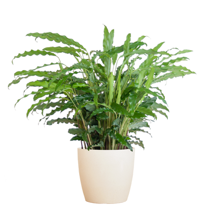 Calathea Rufibarba met Viber wit - 55cm - Ø17