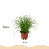 Chlorophytum - Cyperus - Phlebodium - Marantha - Mix van 4 - Huisdiervriendelijke Planten - Groen - 4 Planten - met Potter Wit - Pot 12cm - Hoogte 25cm