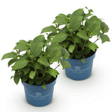 Green boutiQ - Tuinplant - Hydrangea Endles Summer Summer Love Purple - Hortensia - Winterhard - Paars - 2 Planten - Pot 14cm - Hoogte 20-25cm
