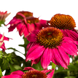 Echinacea Purpurea Pourpre Ø19cm - ↕60cm - Ø70cm