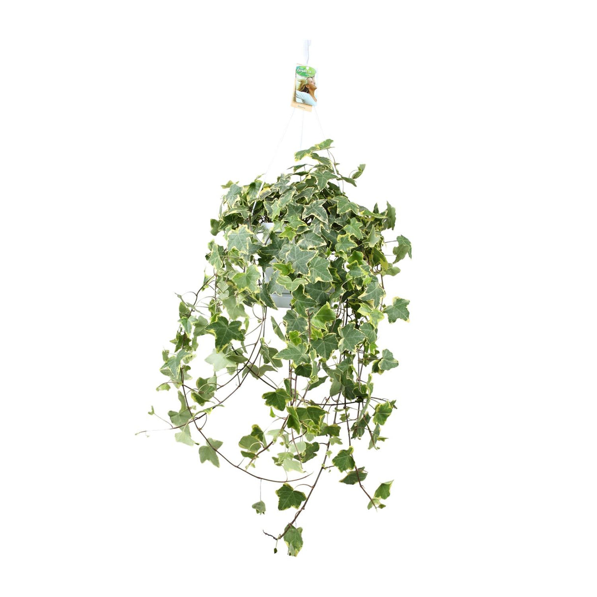 Lierre / Hedera Helix Plante Suspendue - Ø24cm - ↕60cm
