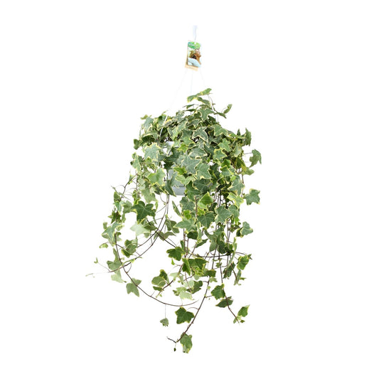 Klimop / Hedera Helix Hangplant - Ø24cm - ↕60cm