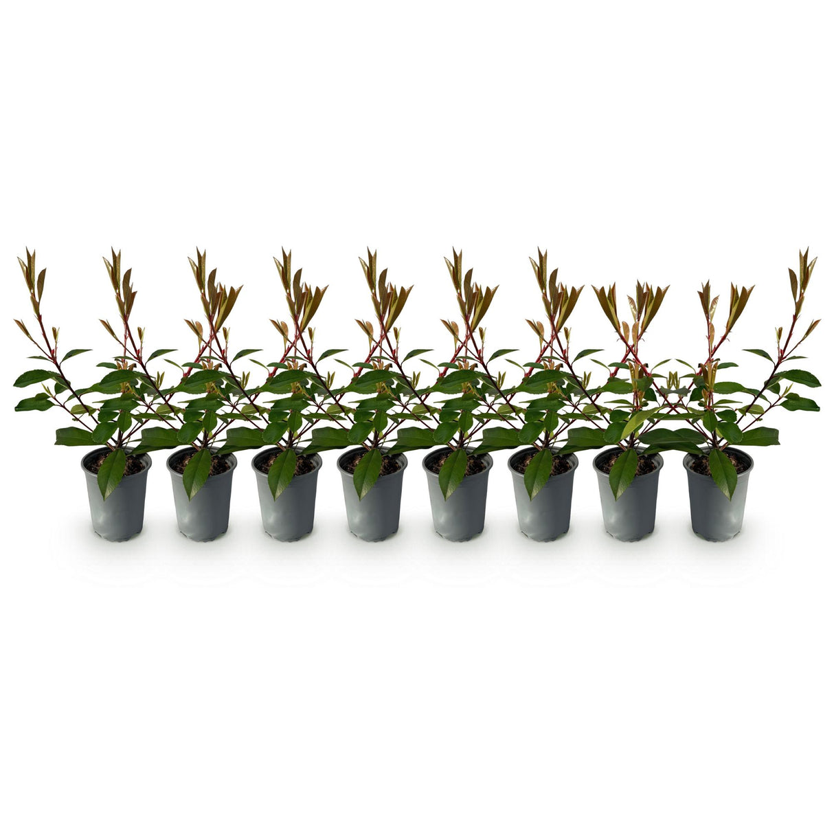 Green boutiQ - Haagplanten - Photnia fraseri Red Robin - blad rood groen  - 8 planten - 1 strekkende meter - groenblijvend - pot 9cm hoogte 30-35cm