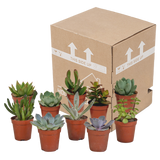 Vetplanten mix 5.5 cm - 10x - zonder pot