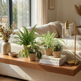Chlorophytum - Maranta - Calissia - Nephrolepsis - Mix van 4 - Huisdiervriendelijke Planten - Groen - 4 Planten - met Mand - Pot 12cm - Hoogte 25cm
