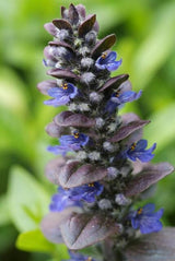 24x Ajuga reptans 'Catlin's Giant' - ↕10-25cm - Ø9cm