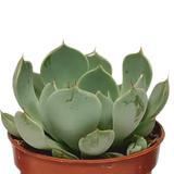 Vetplanten mix 5.5 cm - 10x - zonder pot