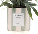 Ananas Rosita Gift "The Passionate" WITH GREETING CARD! - Ø12cm - ↕35cm